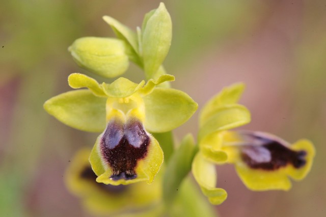 Ophrys Sicula in Cyprus