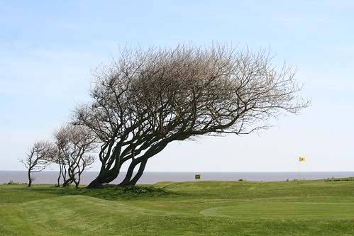 Wind swept trees | by doug brimming