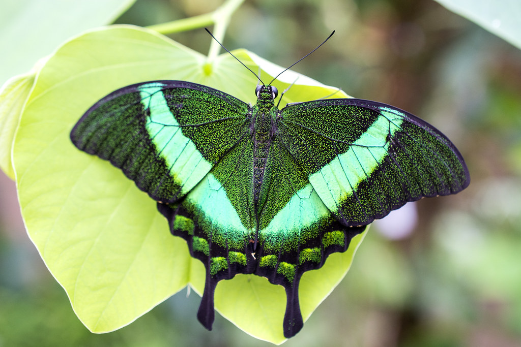 Papilio palinurus, common name Emerald Swallowtail, Emerald Peacock, or Gre...