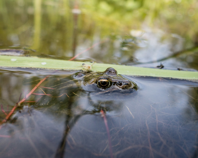 Wood frog