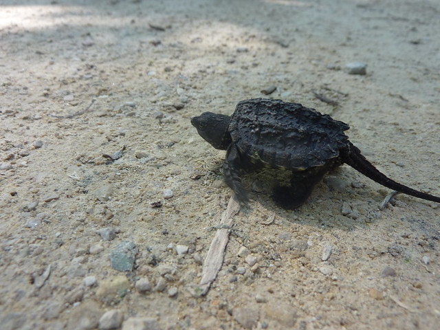 Juvenile snapping turtle