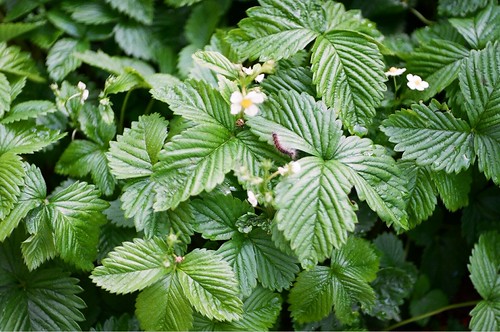 wild strawberry | by paulinaczarniecka