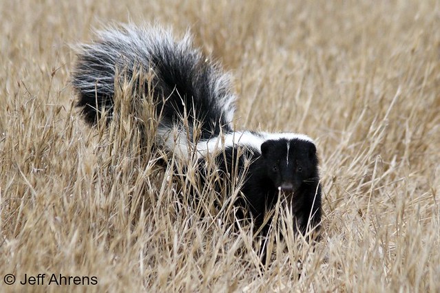 source for Striped food winter skunk