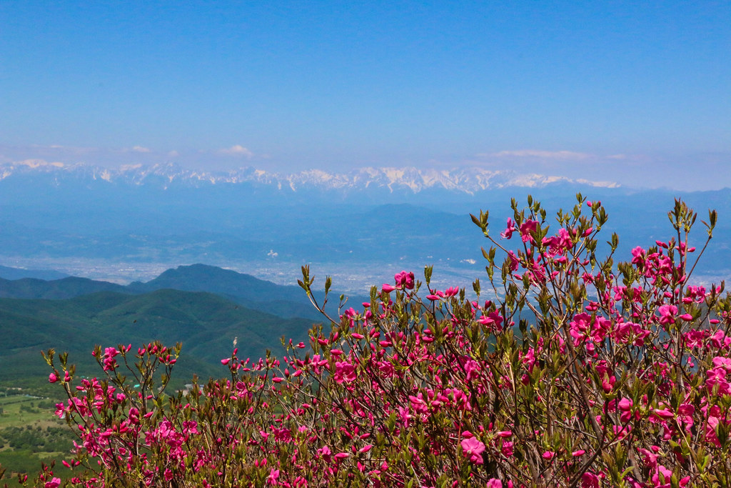 四阿山 レンゲツツジ
