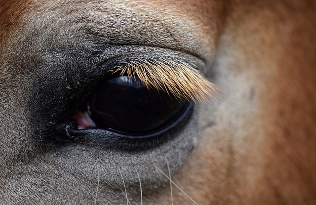 Find the selfie in Horse's eye