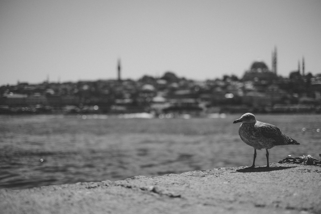 Istanbul Bird