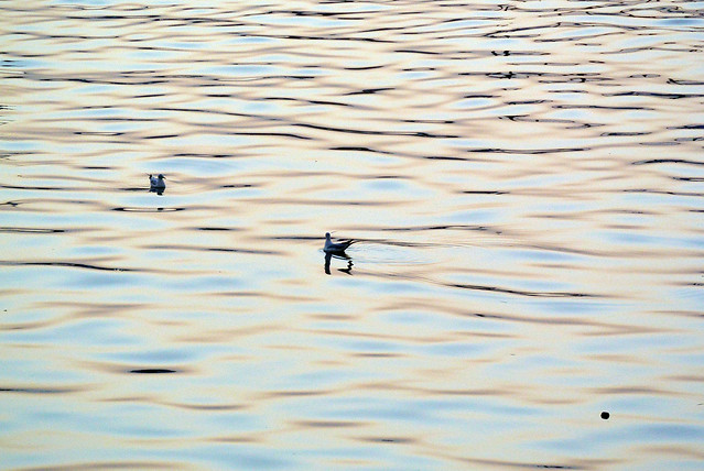 Seagulls at Dawn