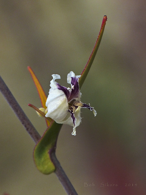 Streptanthus glandulosus ssp. secundus_One-Sided Jewelflower_2058
