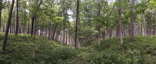 park trees panorama nature forest outdoors woods midwest long unitedstates state loop hike mo trail missouri wilderness sullivan hollow iphone midwestern meramec meramac iphoneography iphone6 campbellhollow