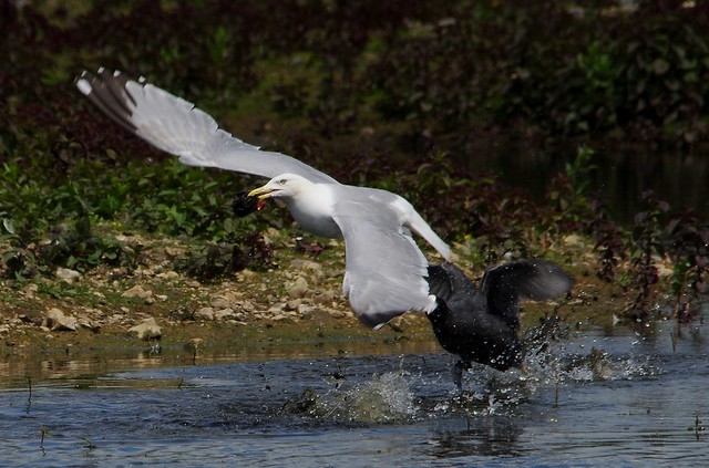 IMGP2350  Common Gull taking a coot chick, Rye Meads, May 2015