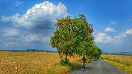 summer biker biketrip tree clouds rurallandscape field countryroad rowan vogelbeerbaum eberesche