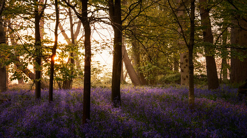misty bluebells sunrise landscape photography dawn spring nikon shadows norfolk may eastanglia d800 2015 greatwood