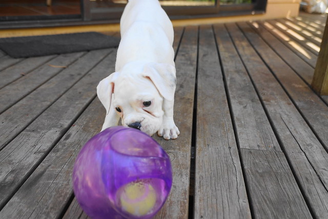 a big ball for a little puppy:- 2 months old today