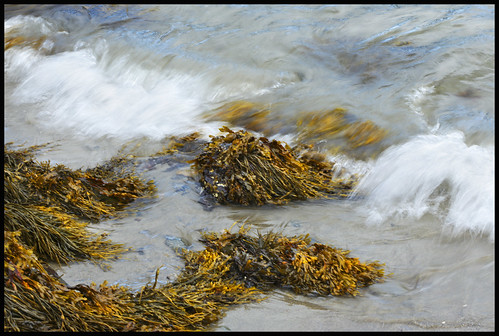 ocean sea water saltwater beach coast shore rocks waves tide maine midcoastmaine knoxcounty laiytebeach camden penobscotbay atlantic algae seaweed