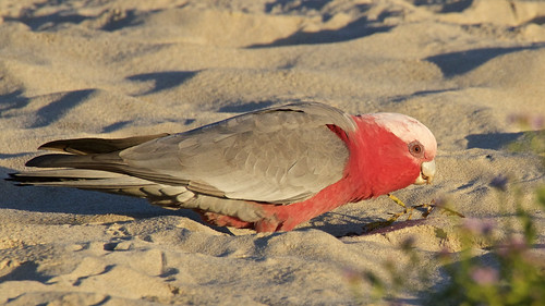 Galah (Eolophus roseicapilla) | by BiteYourBum.Com Photography