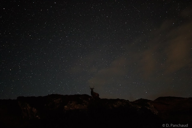 Red Deer Stag under the stars