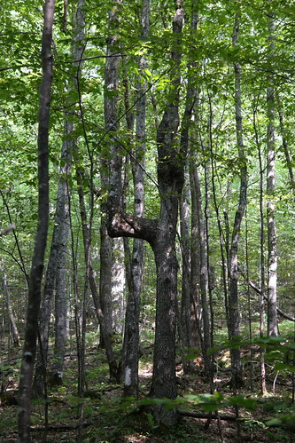 Tree Stand | by PhotonVulture