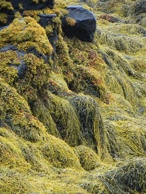 Les algues du Loch Dunvegan, Dunvegan castle, île de Skye, Ross and Cromarty, Highland, Ecosse, Grande-Bretagne, Royaume-Uni.