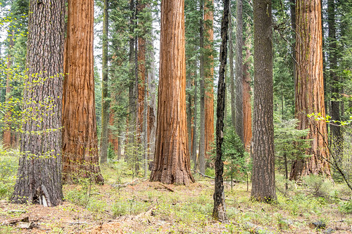 california usa nature calaverasbigtrees giantredwood unitedstates giantsequoia statepark sequoiadendrongiganteum lumix dmcfz1000