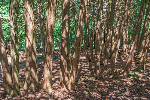 cedarbush trees trunks cedars victoriapark canada ontario elora nikon d7100 1608186982