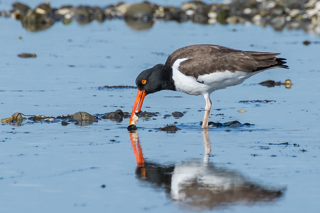 American Oystercatcher, Milford Point