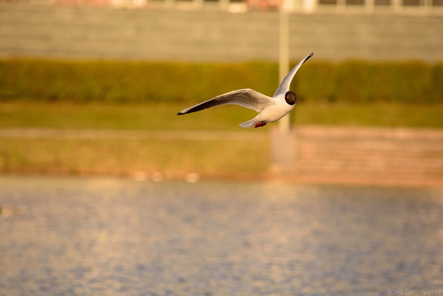 Gull in flight 2