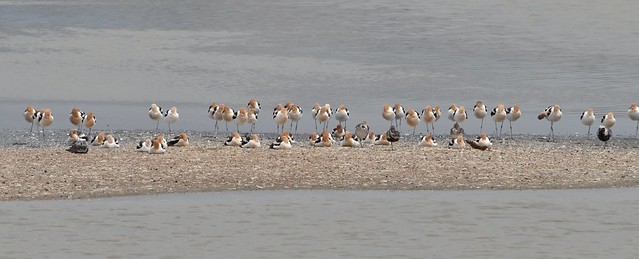 American Avocets and Black-bellied Plovers at Hayward Shoreline