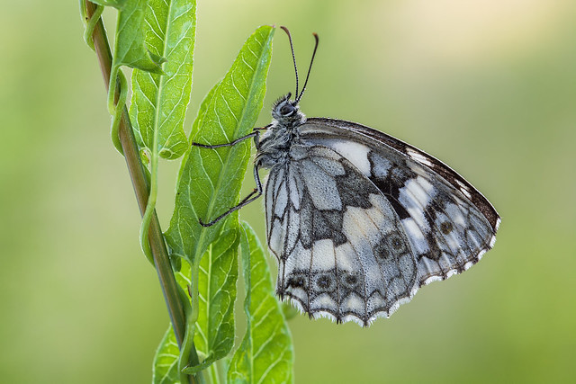 The Marbled White