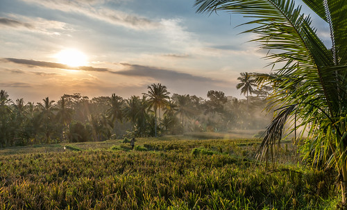 stockcategories ricefields timeofday nikon sunset serene abstract landscapes photospecific light imagetype d7100 sky clouds countries landscape orientation yellow ubud bali