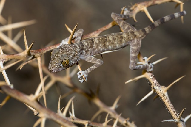 319A1069 Ptyodactylus hasselquistii - Common fan-footed gecko UAE