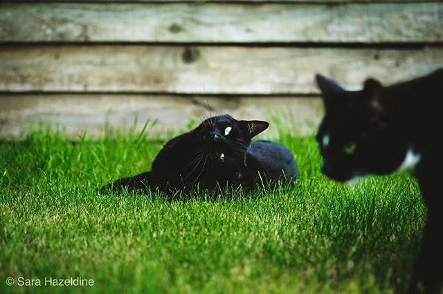 Wispa gets photobombed doing her best ever pose.  . . . . . #blackcatsofinstagram #blackcat #catsofinstagram #fujixt2 #fujifilm_uk #fujilove #fuji60mm #gardenlove #photobomb #photobombers