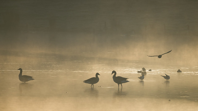 Geese & Gulls at Dawn