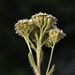 Flickr photo 'yarrow, Achillea millefolium' by: Jim Morefield.