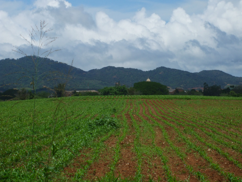 Milpa verde y cerros boscosos alrededor de Compostela, Nayarit