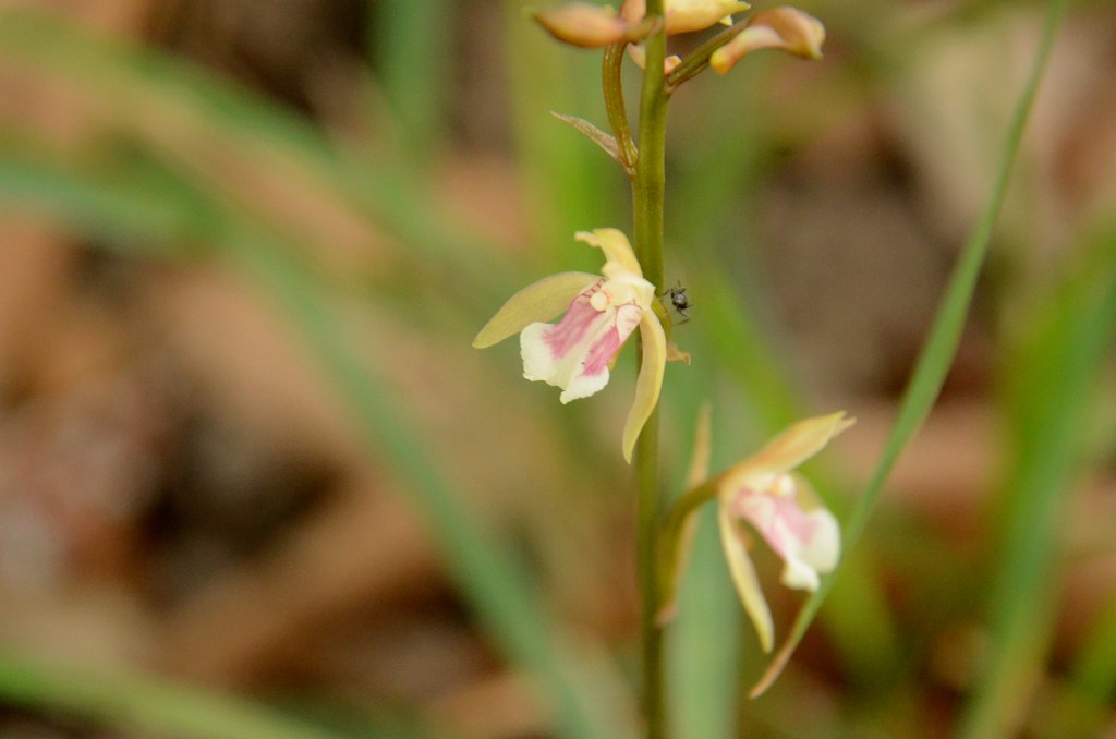 Oeceoclades maculata | Pequena orquídea terrestre fotografad… | Flickr