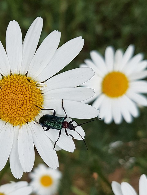 Käfer auf der Margerite. Beetle on the marguerite.