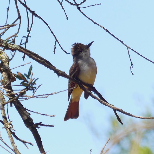 Ash-throated Flycatcher on Oak Branch