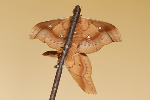 macro moths antheraeapernyi chinesetussahmoth