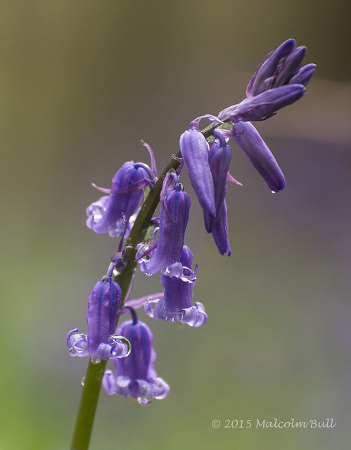 Patching Bluebells (53)