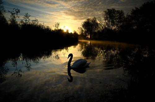 silhouette sunrise swan nikon essex chelmer d7000