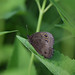 Flickr photo 'Common Wood-Nymph' by: pchgorman.