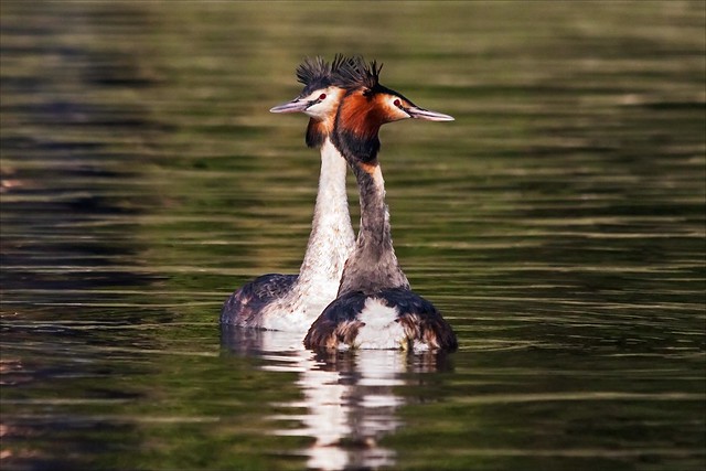 Courting Grebes