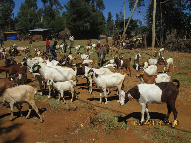 Cooperative breeding group goats are identified by ear tags, W. Shoa, Ethiopia.
