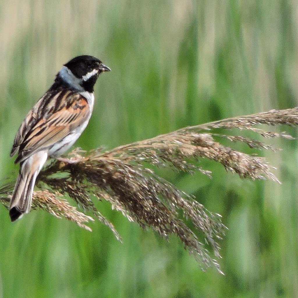 Reed bunting lookout | emma healy | Flickr