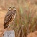 Flickr photo 'Burrowing Owl (Athene cunicularia)' by: Bernard DUPONT.