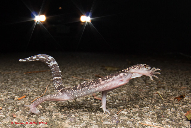 Run as fast as you can ! Kuroiwa’s Ground Gecko