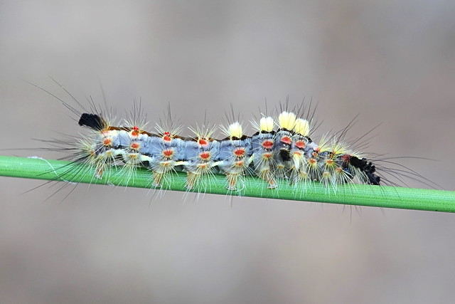 Täplätupsukas - Orgyia antiqua - Rusty Tussock Moth