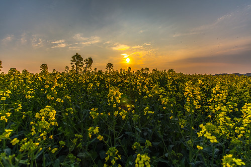 county uk sunset sky sun flower nature field clouds canon landscape eos unitedkingdom april northernireland 1018 armagh rapeseed 2015 tandragee greatsky 650d rapeseedoil glenncartmill
