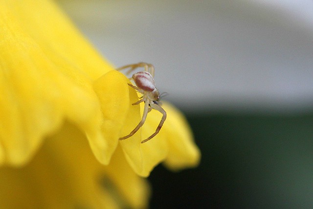Baby Crab Spider On Cup Of Daffodil