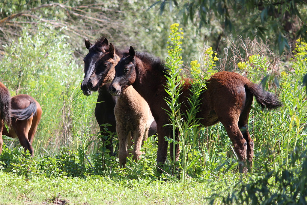 Danube Delta Horse Profile: Facts, Traits, Groom, Care, Diet